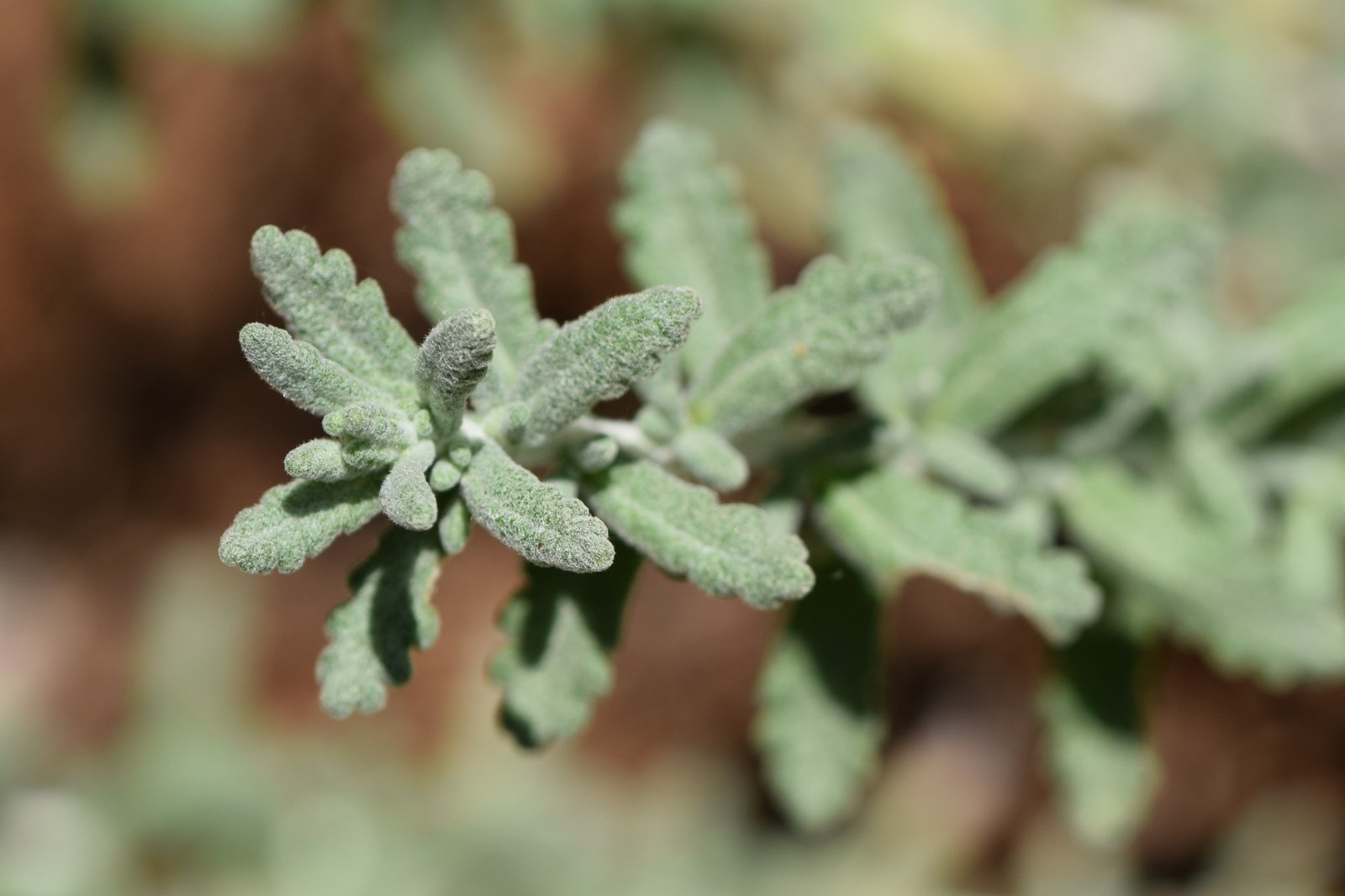 الصورة المرجعية: Teucrium polium.
