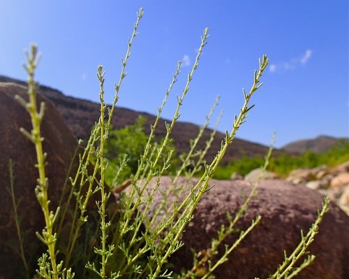 الصورة المرجعية: Artemisia herba-alba.