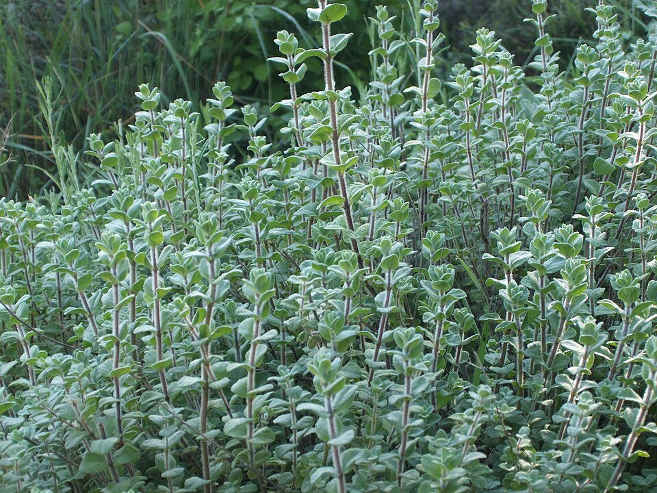 الصورة المرجعية: Origanum syriacum.
